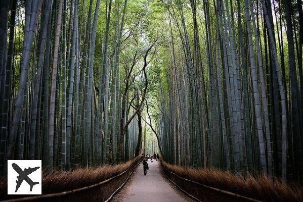 A Floresta de Bambu de Arashiyama perto de Quioto