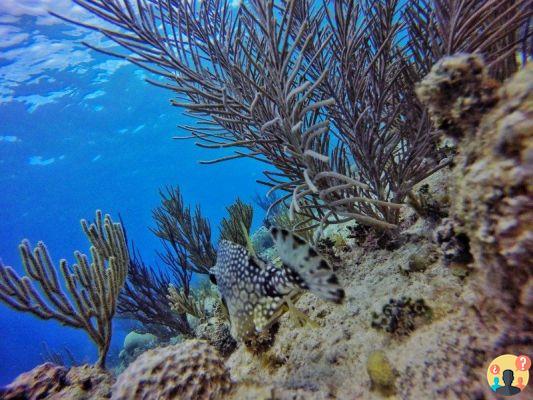 San Andrés en Colombia – Aprende todo sobre el paraíso colombiano