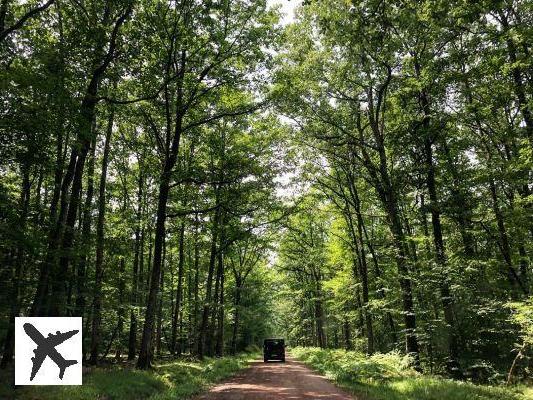 10 idées de balades en forêt en France